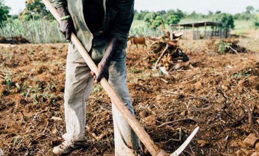 Trabalhador rural de Água Boa tem vínculo de emprego reconhecido após 24 anos na fazenda