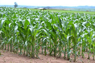 Estiagem prolongada pode derrubar pela metade produção de milho 2ª safra em MT