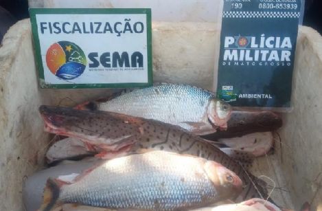 Fiscais da Sema apreendem 26,5 kg de pescado em Canarana