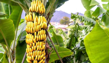 Bananais são fontes de renda para pequenos produtores em MT