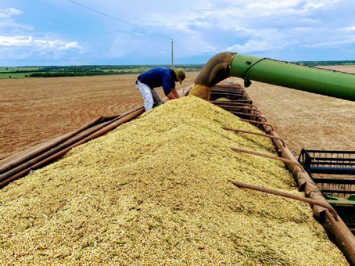 Preços da soja caem de forma generalizada no Brasil pós-USDA